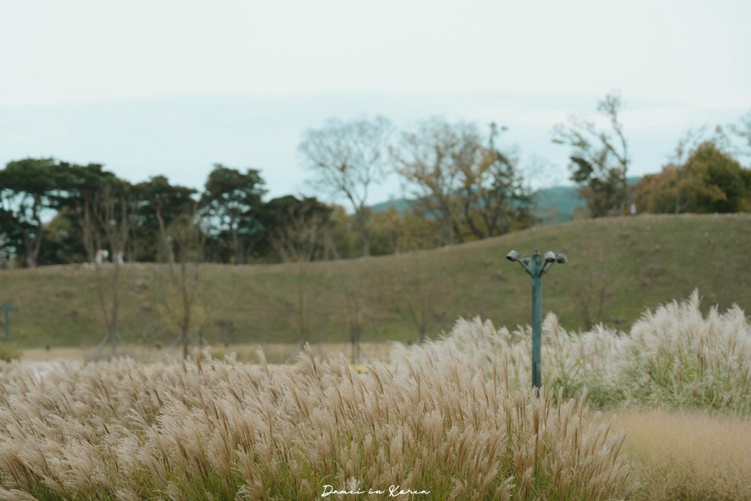 韓國慶州|瞻星台-秋日必賞粉黛亂子草花海,就在百年古城 - 第18張圖