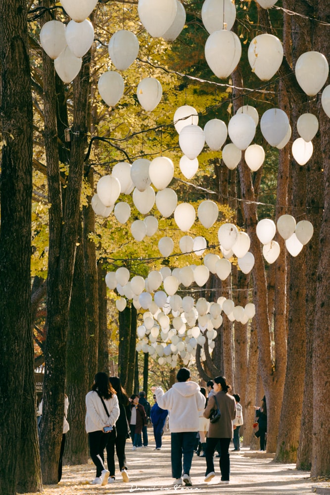 南怡島一日遊,交通、美食、附近景點 - 第14張圖