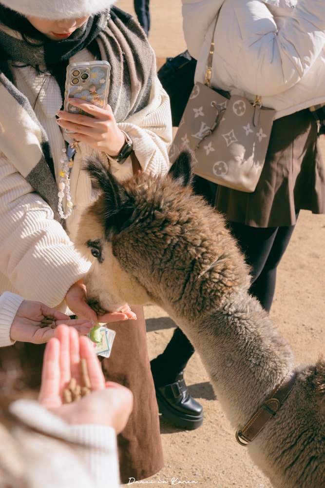 南怡島一日遊,交通、美食、附近景點 - 第30張圖