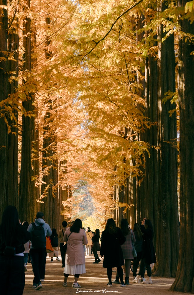 南怡島一日遊,交通、美食、附近景點 - 第20張圖