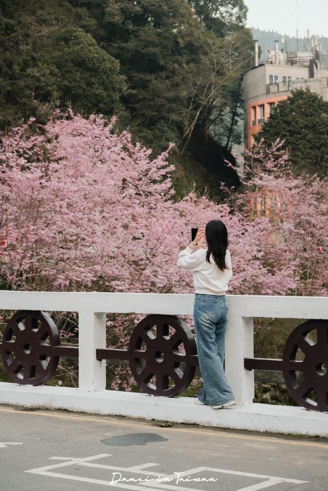 杉林溪櫻花季-染上整片粉色的山林,最新門票、遊園交通資訊 - 第7張圖