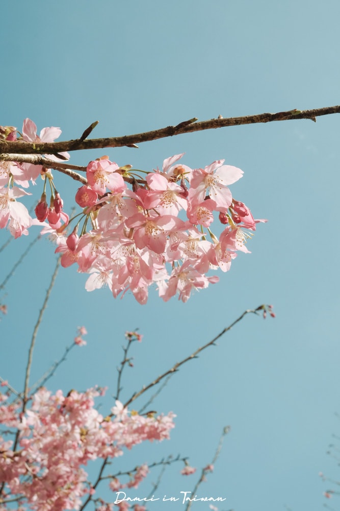 杉林溪櫻花季-染上整片粉色的山林,最新門票、遊園交通資訊 - 第19張圖