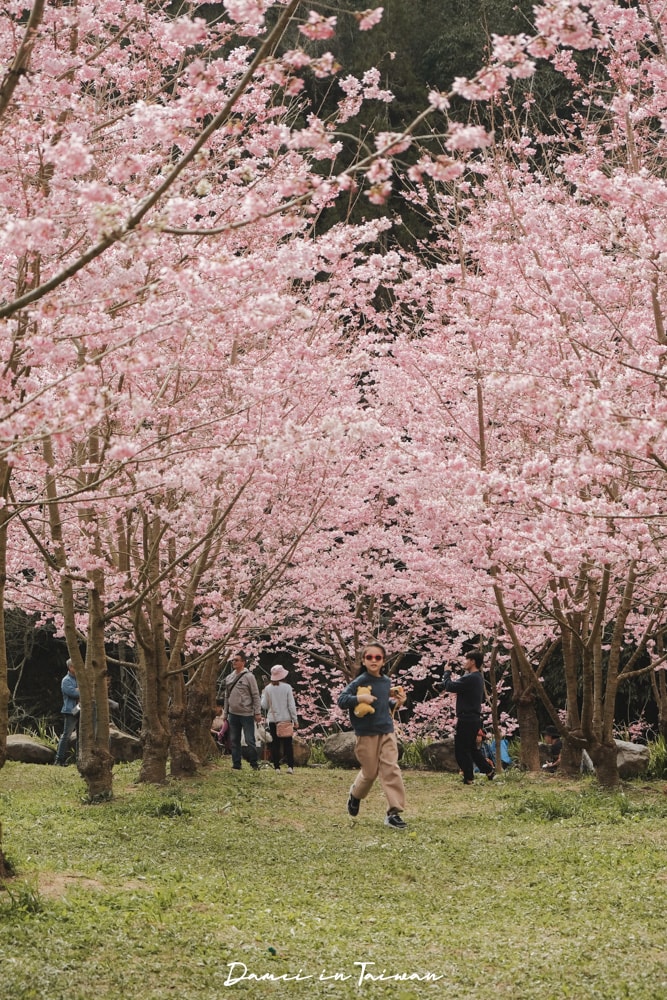 杉林溪櫻花季-染上整片粉色的山林,最新門票、遊園交通資訊 - 第17張圖