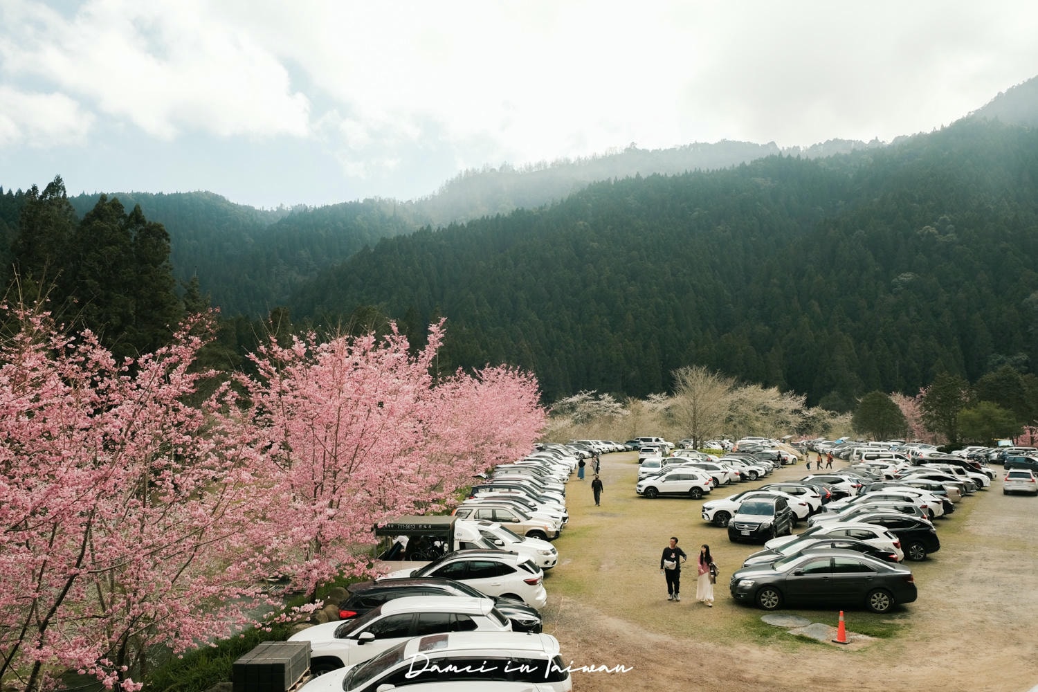 杉林溪櫻花季-染上整片粉色的山林,最新門票、遊園交通資訊 - 第23張圖