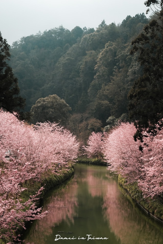 杉林溪櫻花季-染上整片粉色的山林,最新門票、遊園交通資訊 - 第58張圖