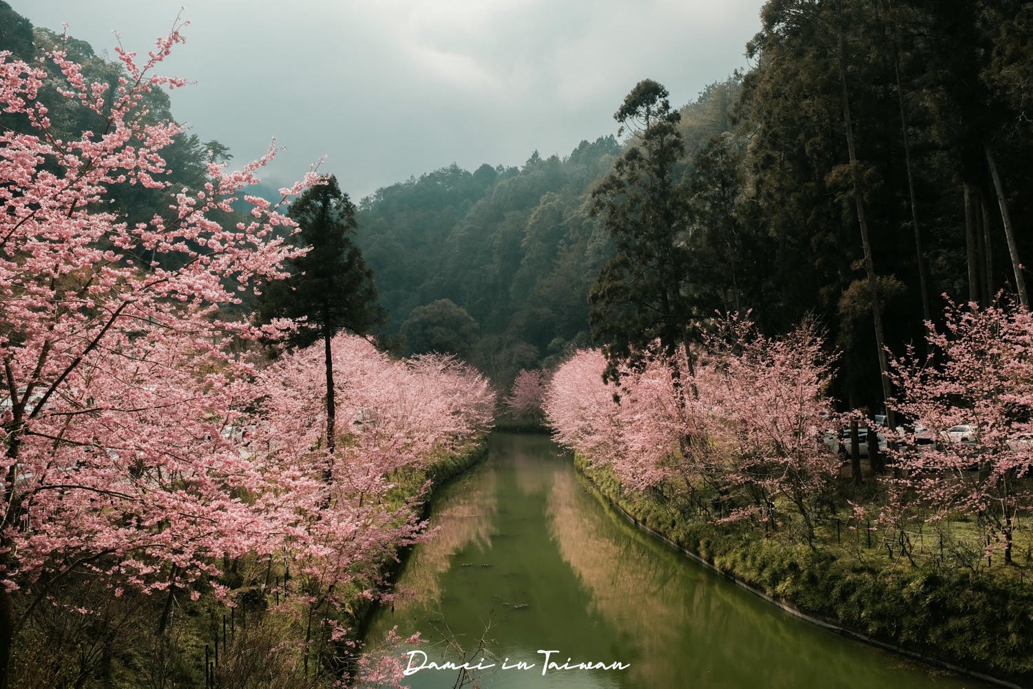 杉林溪櫻花季-染上整片粉色的山林,最新門票、遊園交通資訊 - 第13張圖