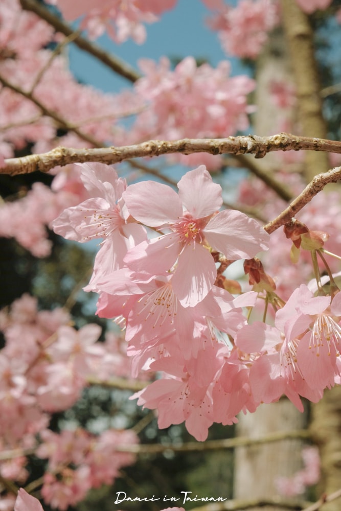 杉林溪櫻花季-染上整片粉色的山林,最新門票、遊園交通資訊 - 第18張圖