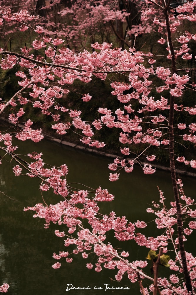 杉林溪櫻花季-染上整片粉色的山林,最新門票、遊園交通資訊 - 第16張圖
