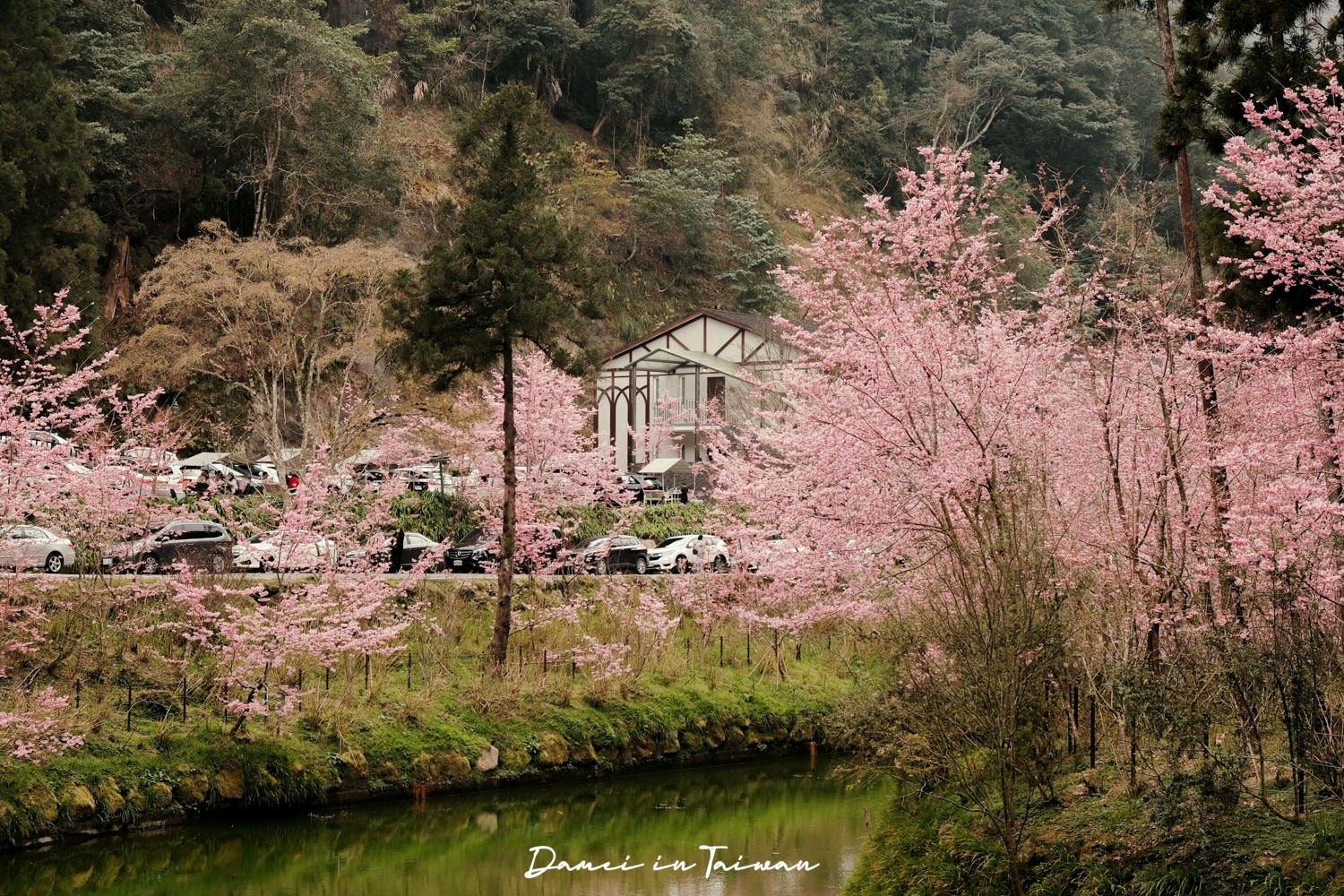 杉林溪櫻花季-染上整片粉色的山林,最新門票、遊園交通資訊 - 第15張圖