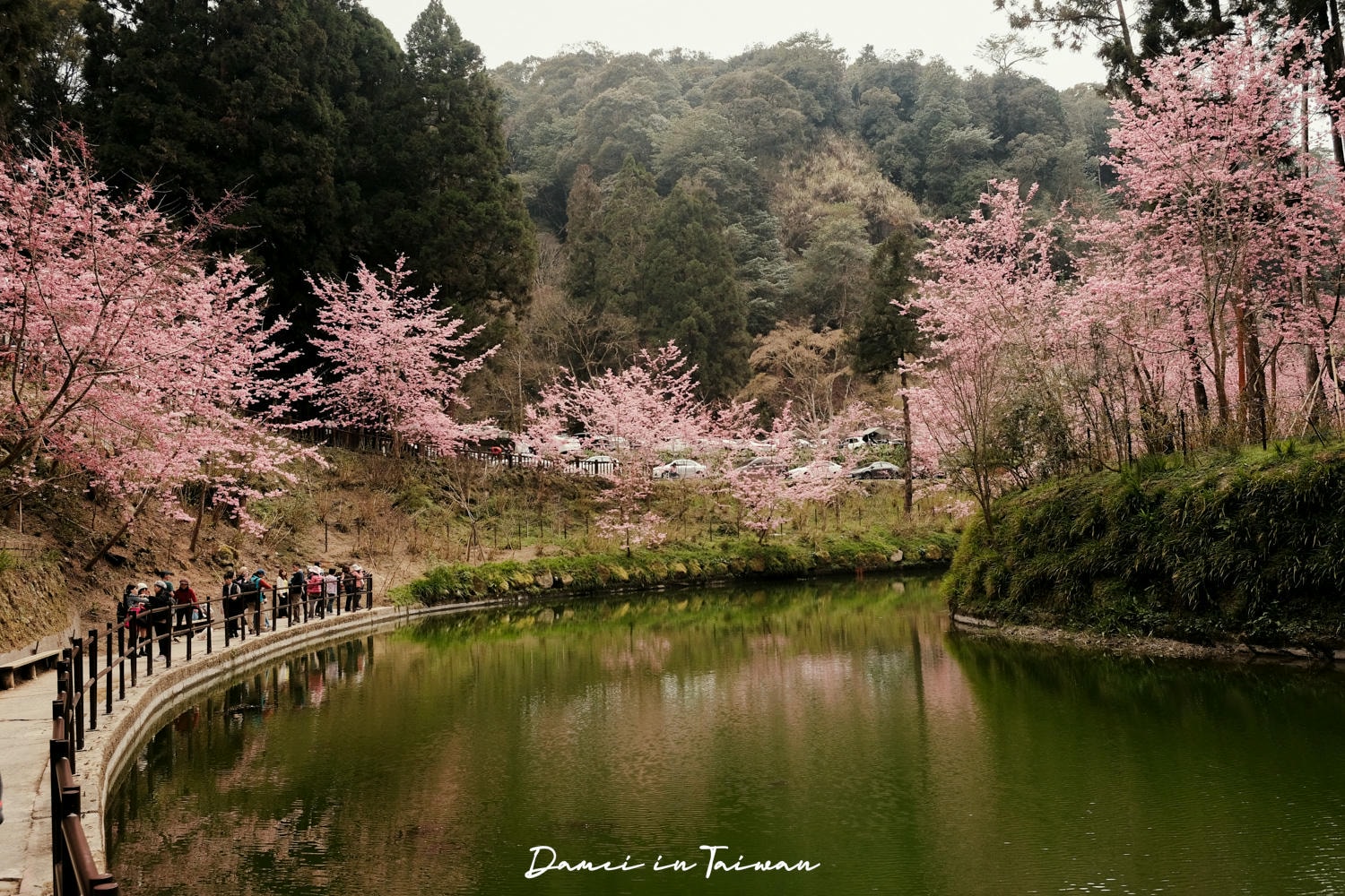 杉林溪櫻花季-染上整片粉色的山林,最新門票、遊園交通資訊 - 第12張圖