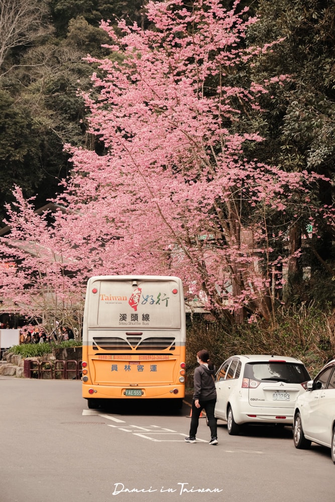 杉林溪櫻花季-染上整片粉色的山林,最新門票、遊園交通資訊 - 第4張圖