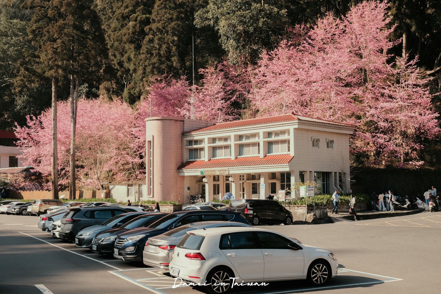 杉林溪櫻花季-染上整片粉色的山林,最新門票、遊園交通資訊 - 第3張圖