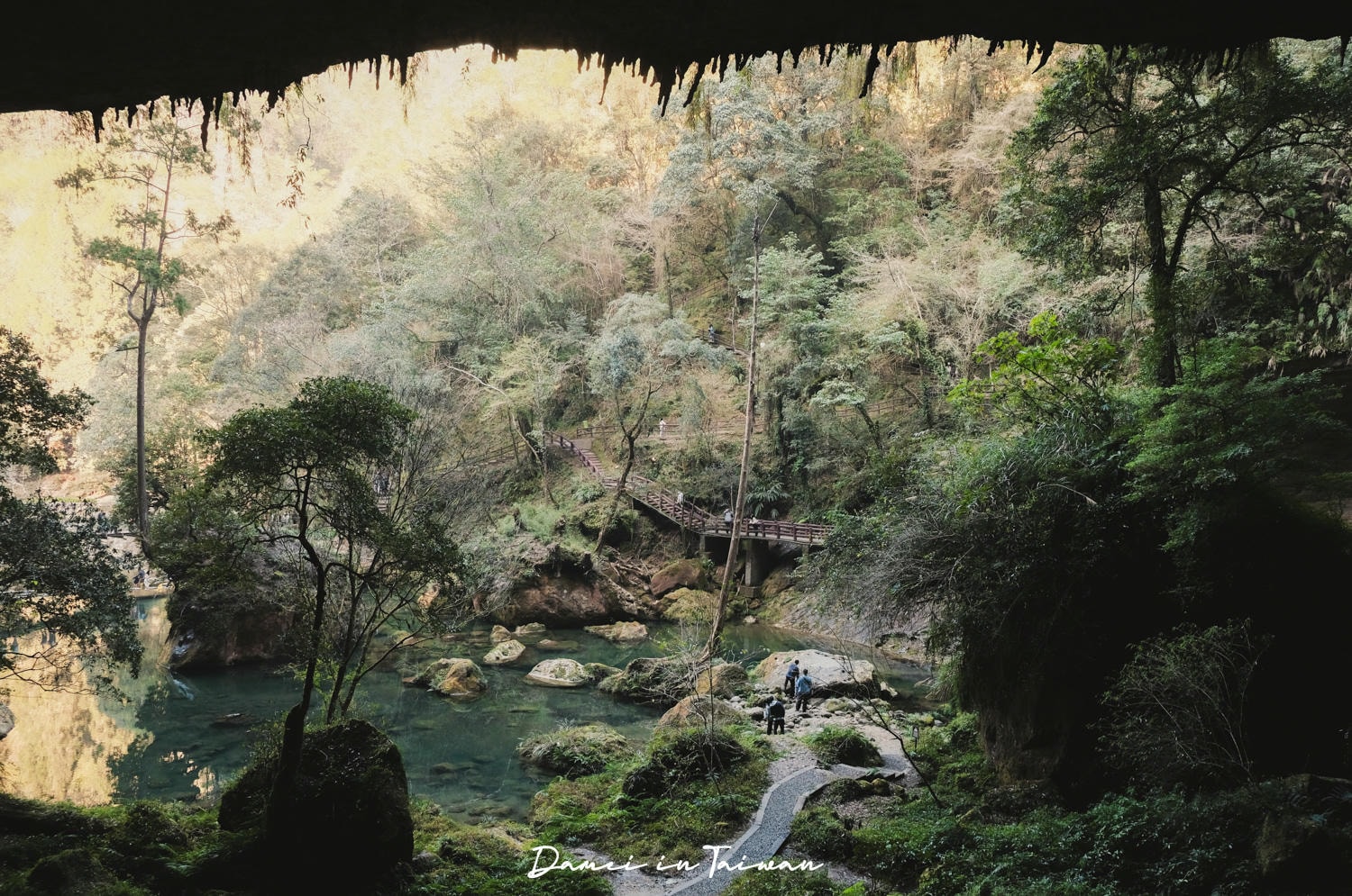 杉林溪櫻花季-染上整片粉色的山林,最新門票、遊園交通資訊 - 第41張圖