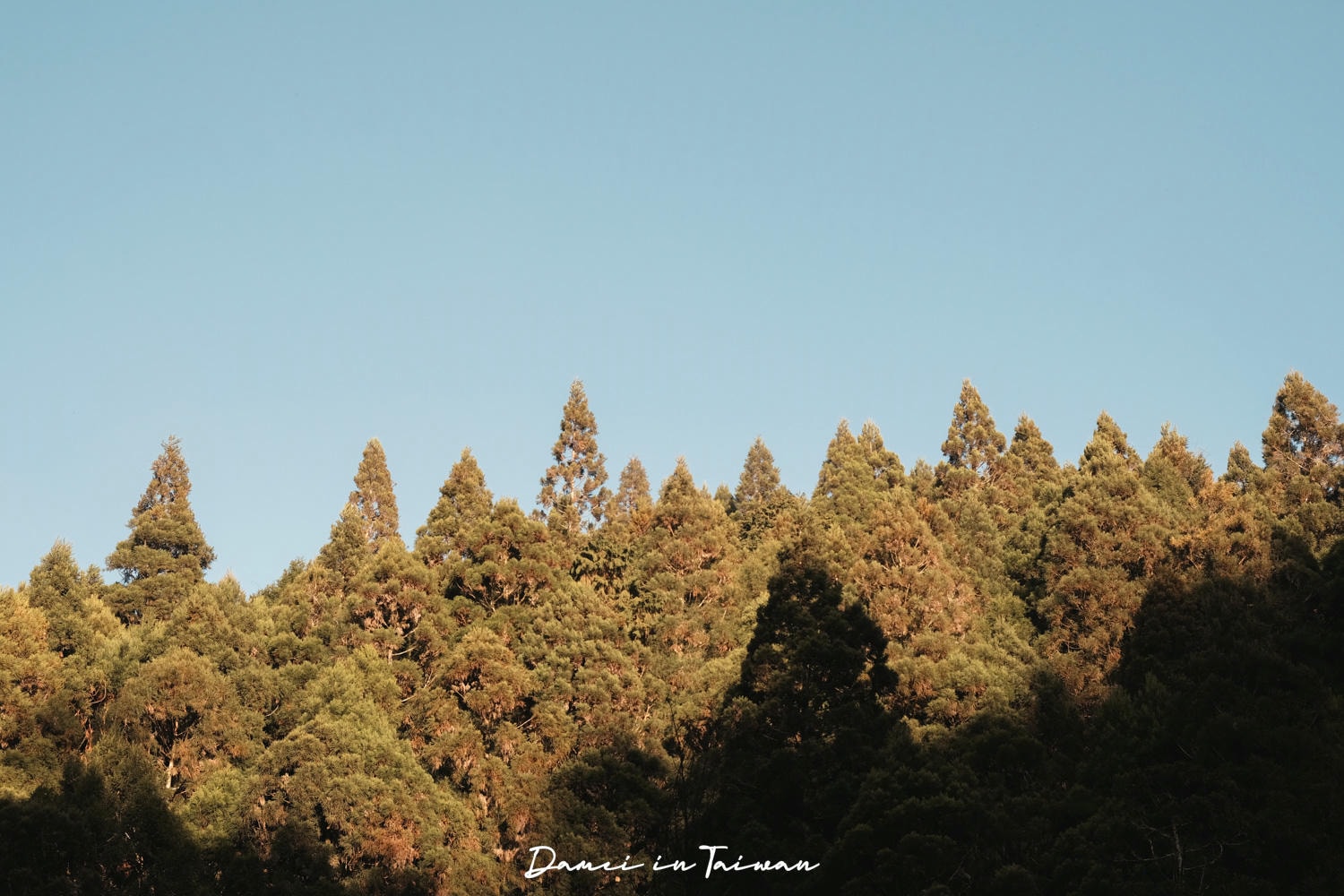 杉林溪櫻花季-染上整片粉色的山林,最新門票、遊園交通資訊 - 第48張圖