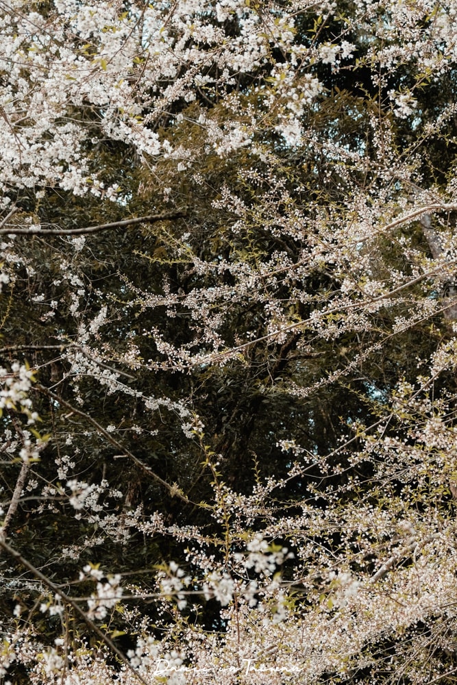 杉林溪櫻花季-染上整片粉色的山林,最新門票、遊園交通資訊 - 第29張圖