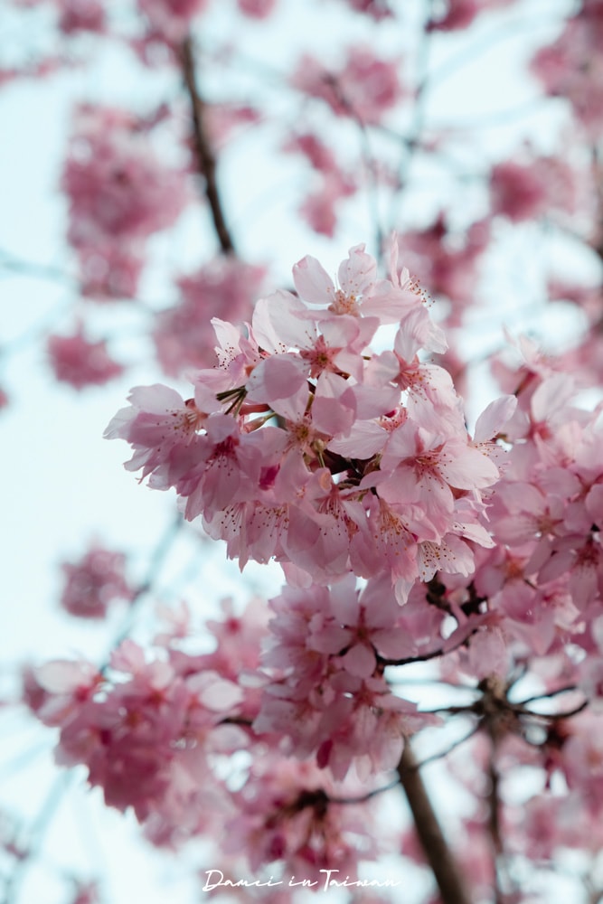杉林溪櫻花季-染上整片粉色的山林,最新門票、遊園交通資訊 - 第27張圖