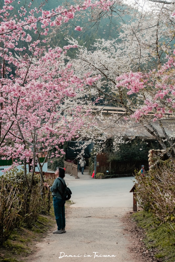 杉林溪櫻花季-染上整片粉色的山林,最新門票、遊園交通資訊 - 第28張圖