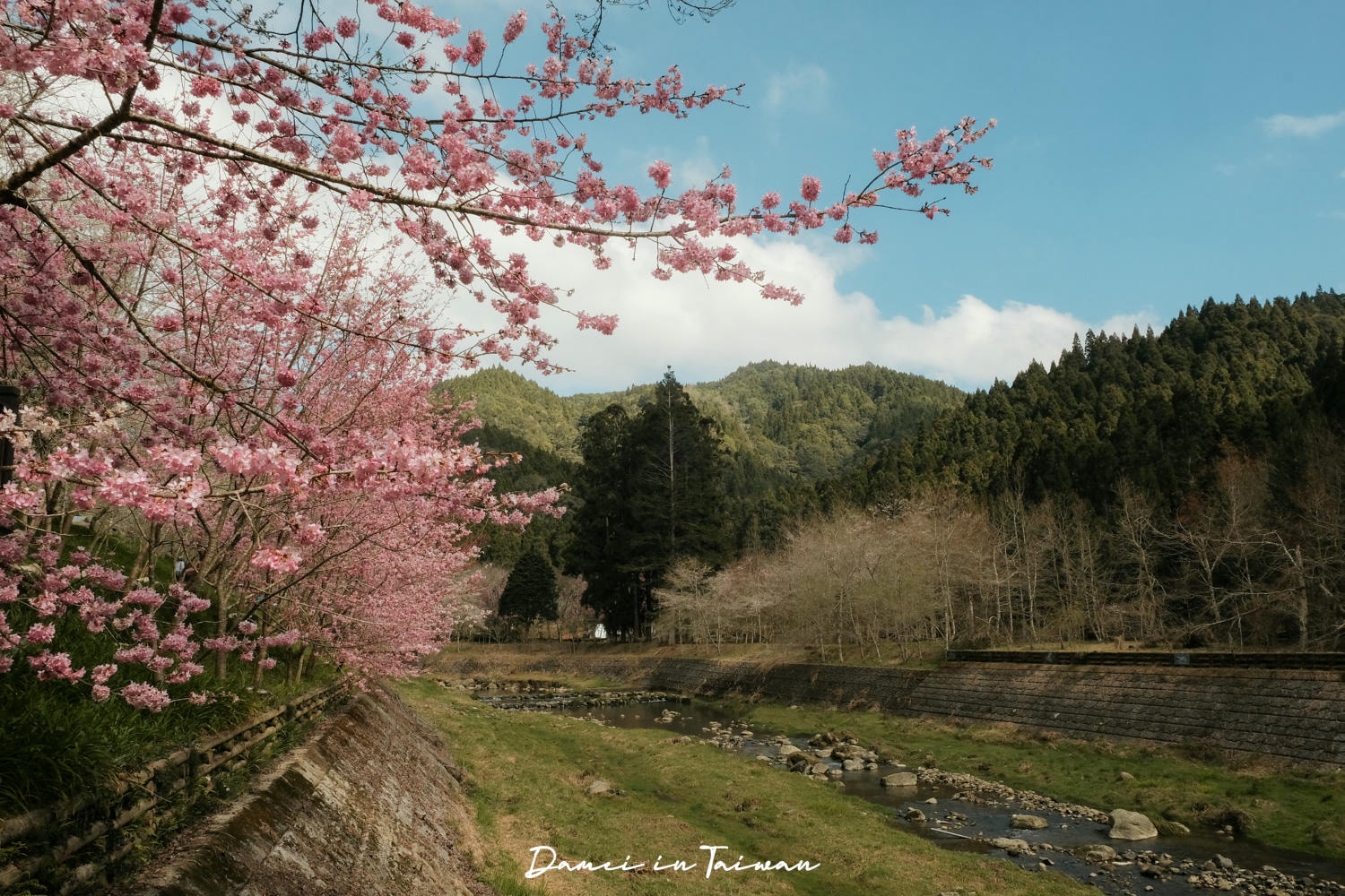 杉林溪櫻花季-染上整片粉色的山林,最新門票、遊園交通資訊 - 第21張圖