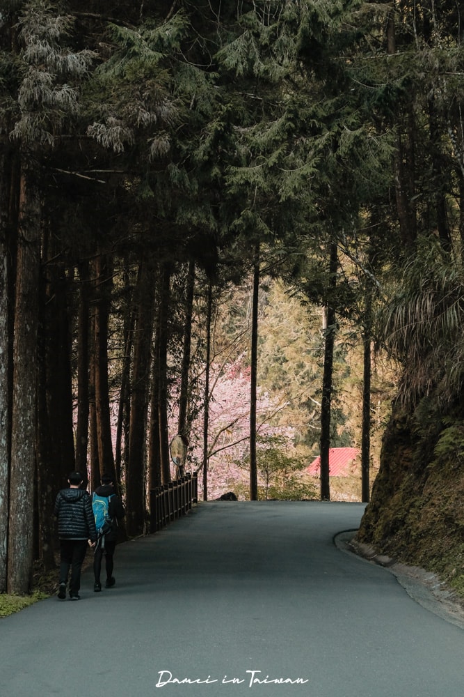 杉林溪櫻花季-染上整片粉色的山林,最新門票、遊園交通資訊 - 第54張圖