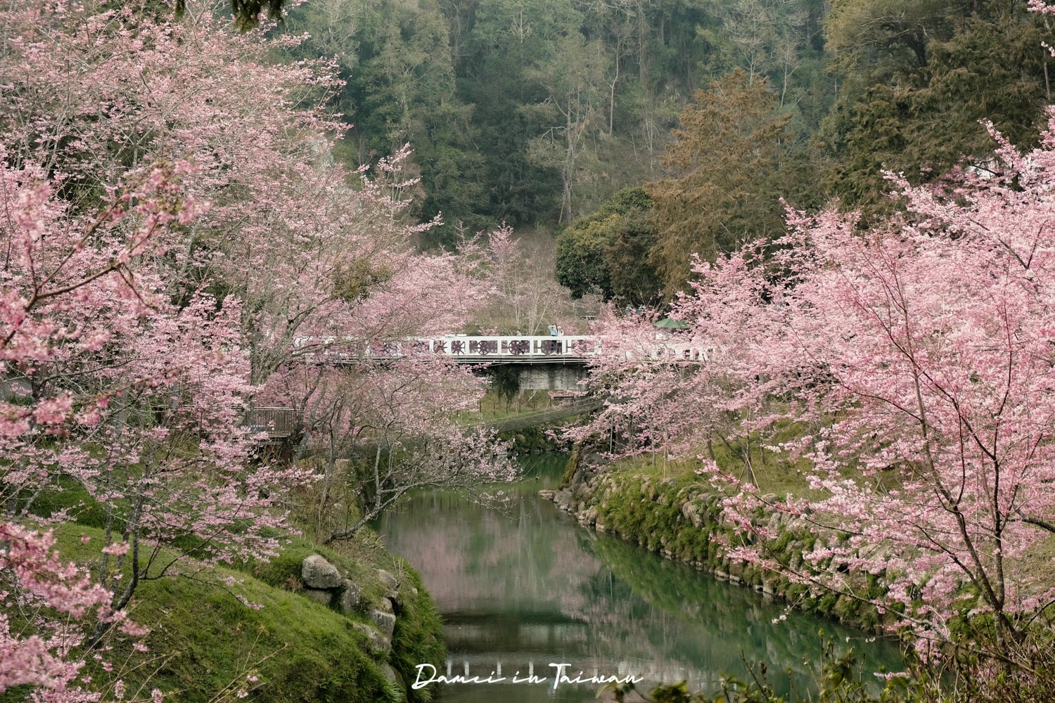 杉林溪櫻花季-染上整片粉色的山林,最新門票、遊園交通資訊 - 第6張圖