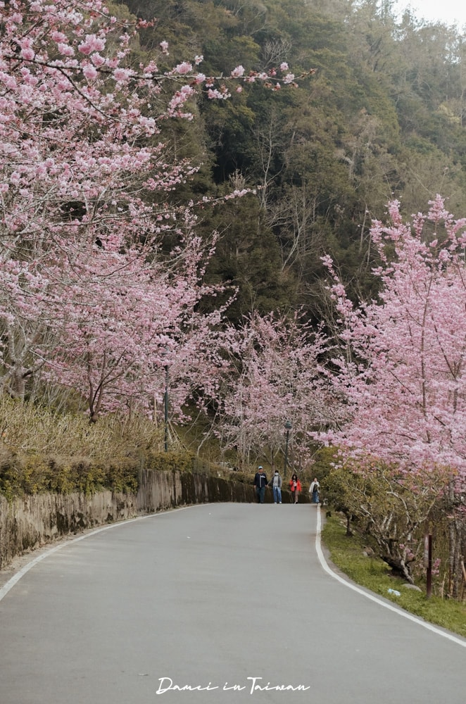 杉林溪櫻花季-染上整片粉色的山林,最新門票、遊園交通資訊 - 第10張圖