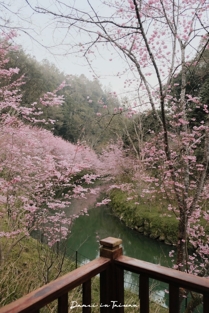 杉林溪櫻花季-染上整片粉色的山林,最新門票、遊園交通資訊 - 第11張圖