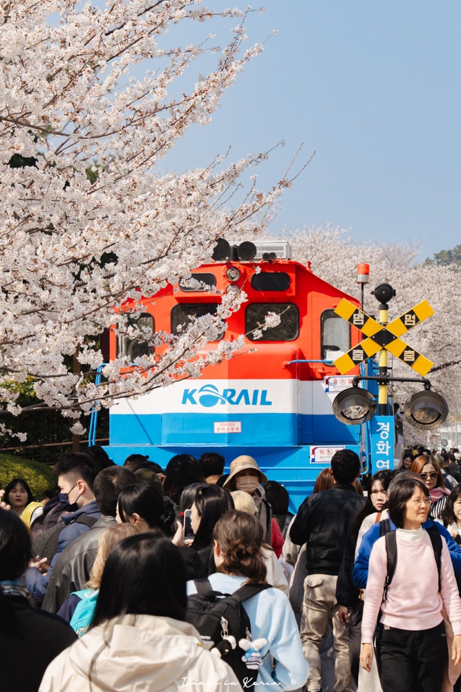 鎮海賞櫻一日遊|最美櫻花隧道,必拍火車與餘佐川浪漫花海! - 第7張圖