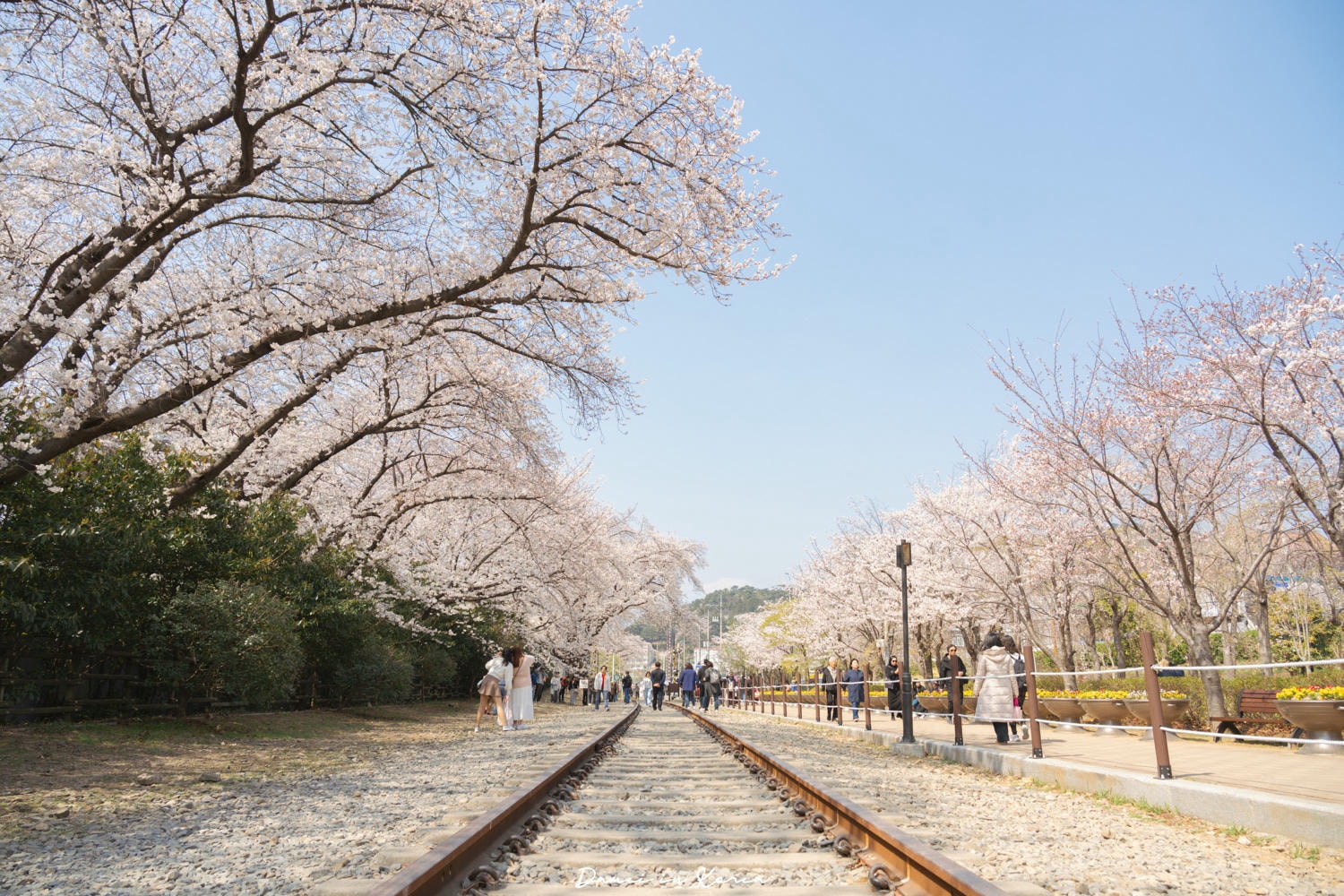 鎮海賞櫻一日遊|最美櫻花隧道,必拍火車與餘佐川浪漫花海! - 第15張圖