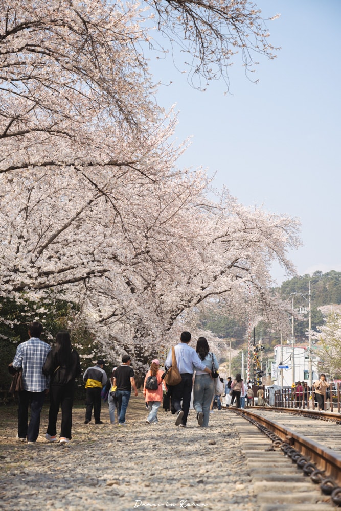 鎮海賞櫻一日遊|最美櫻花隧道,必拍火車與餘佐川浪漫花海! - 第16張圖