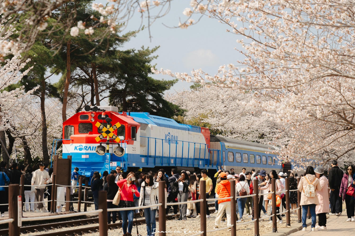 鎮海賞櫻一日遊|最美櫻花隧道,必拍火車與餘佐川浪漫花海! - 第2張圖