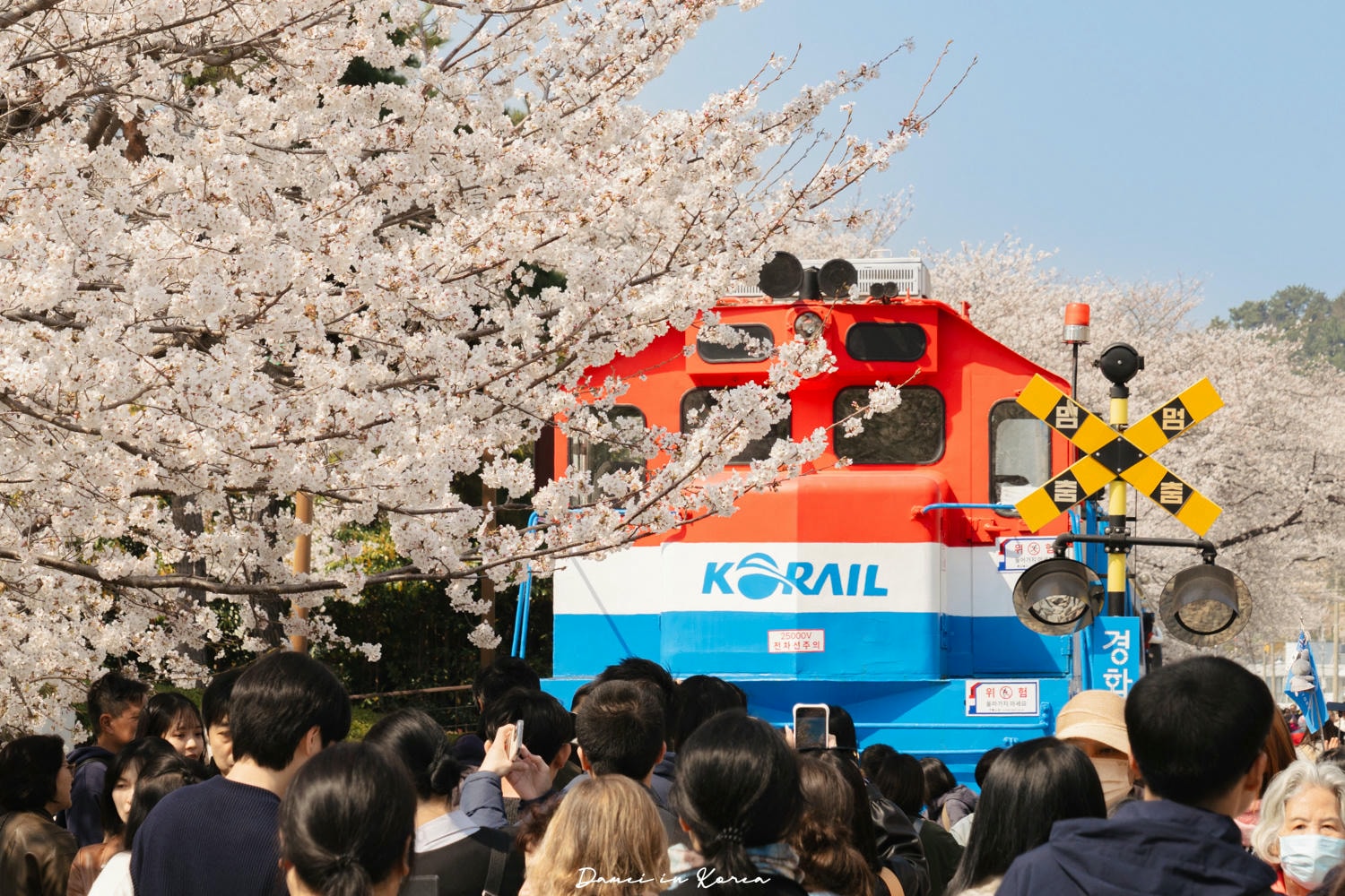 鎮海賞櫻一日遊|最美櫻花隧道,必拍火車與餘佐川浪漫花海! - 第6張圖