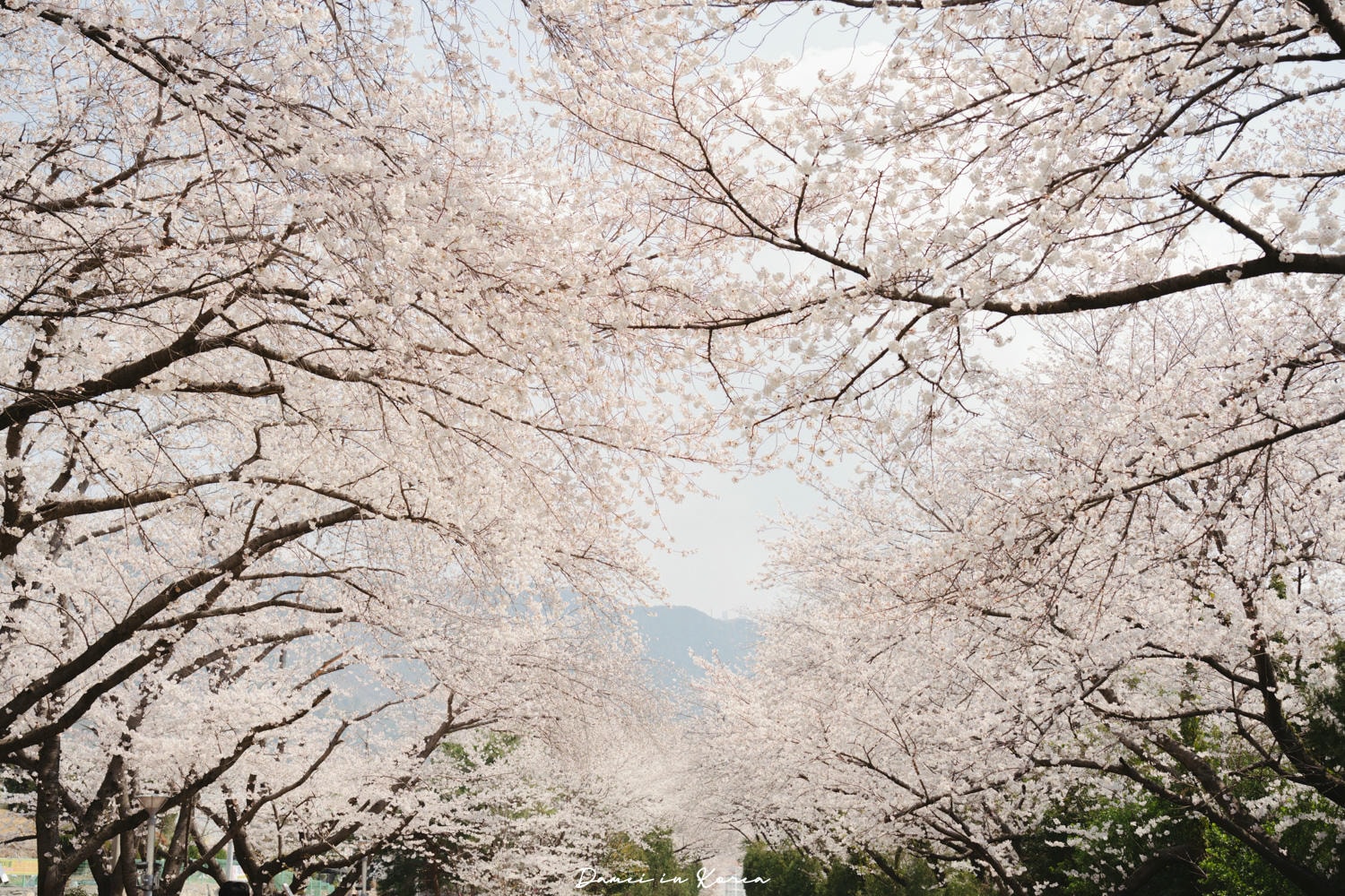 鎮海賞櫻一日遊|最美櫻花隧道,必拍火車與餘佐川浪漫花海! - 第20張圖