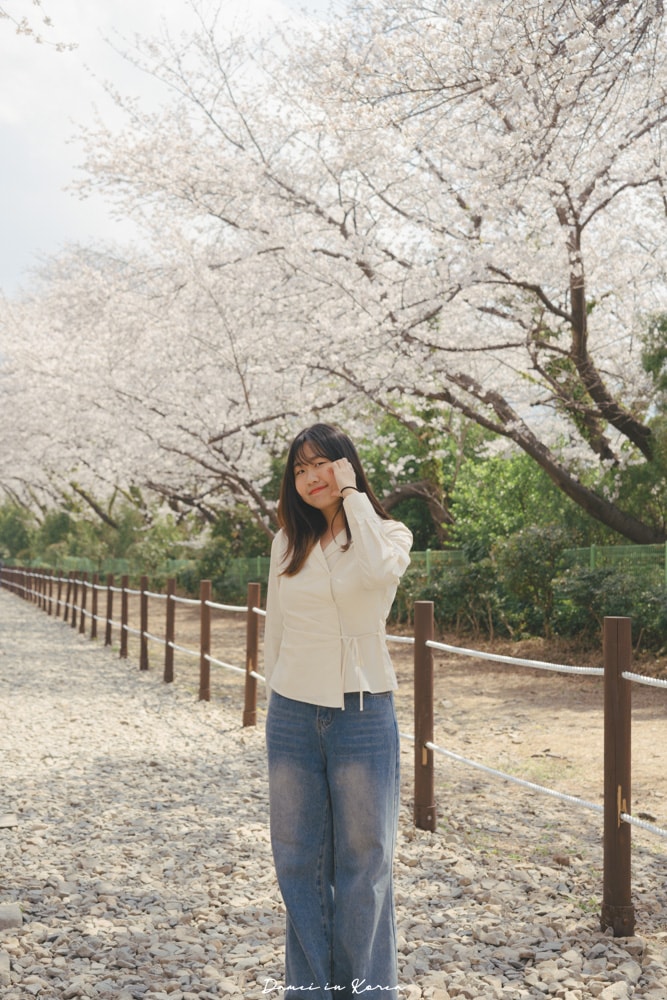 鎮海賞櫻一日遊|最美櫻花隧道,必拍火車與餘佐川浪漫花海! - 第24張圖