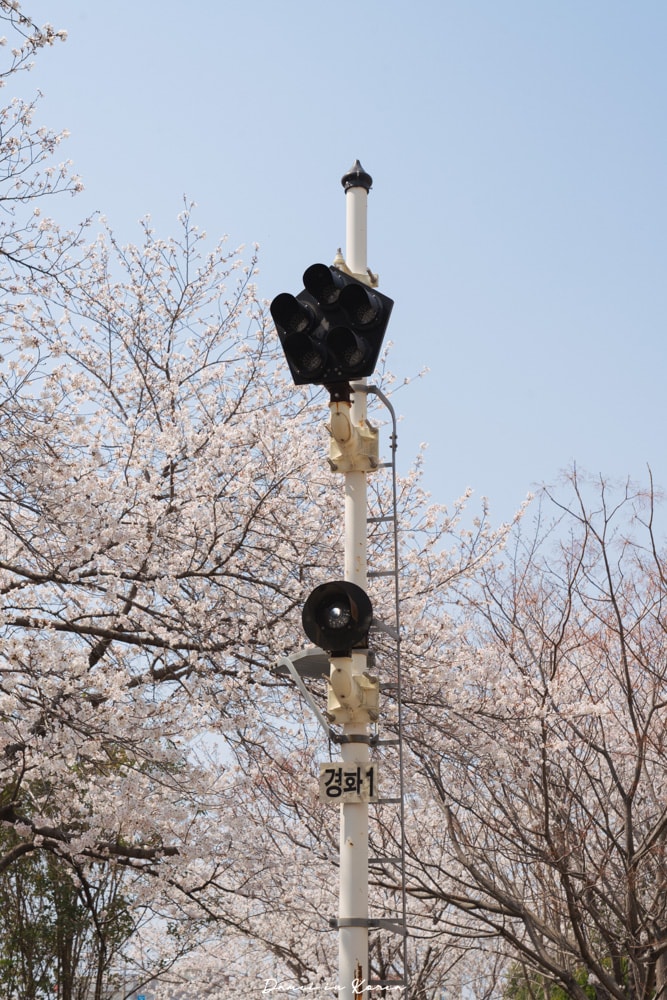 鎮海賞櫻一日遊|最美櫻花隧道,必拍火車與餘佐川浪漫花海! - 第21張圖