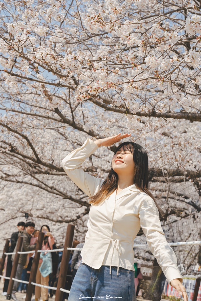 鎮海賞櫻一日遊|最美櫻花隧道,必拍火車與餘佐川浪漫花海! - 第48張圖