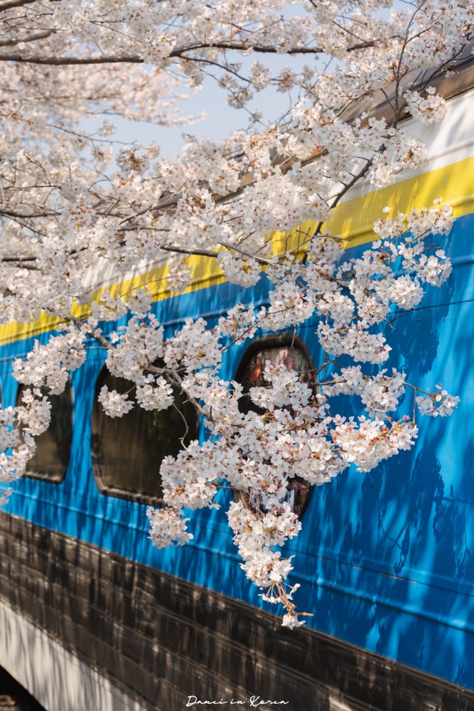 鎮海賞櫻一日遊|最美櫻花隧道,必拍火車與餘佐川浪漫花海! - 第11張圖