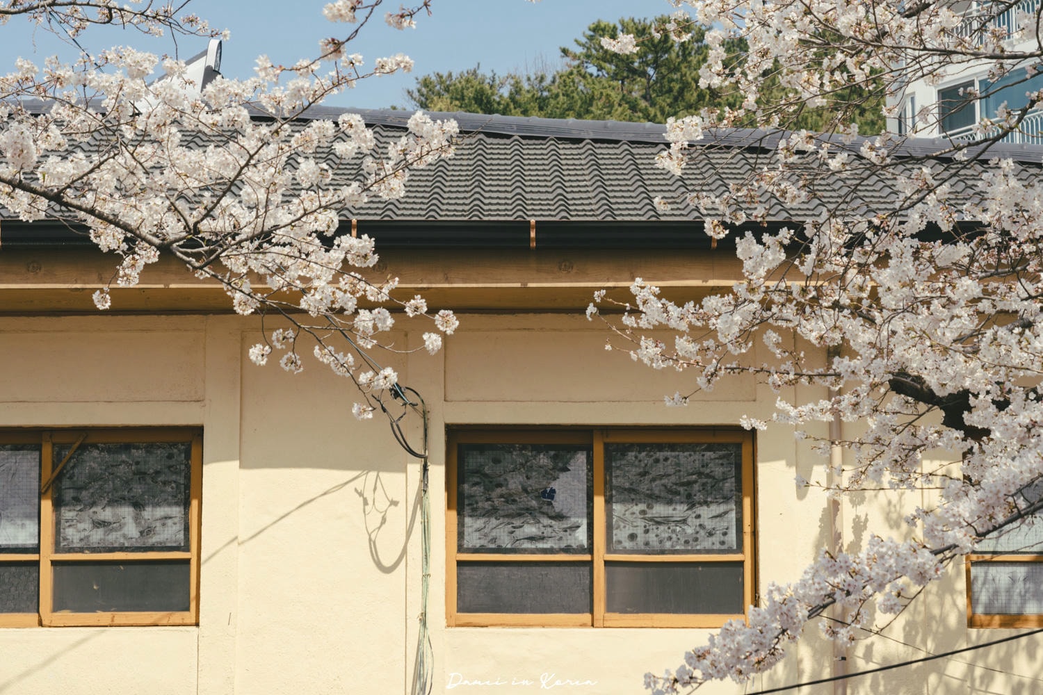 鎮海賞櫻一日遊|最美櫻花隧道,必拍火車與餘佐川浪漫花海! - 第36張圖