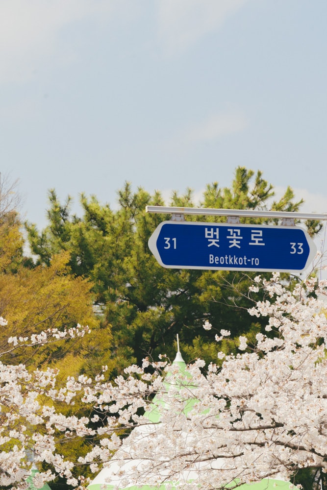 鎮海賞櫻一日遊|最美櫻花隧道,必拍火車與餘佐川浪漫花海! - 第40張圖