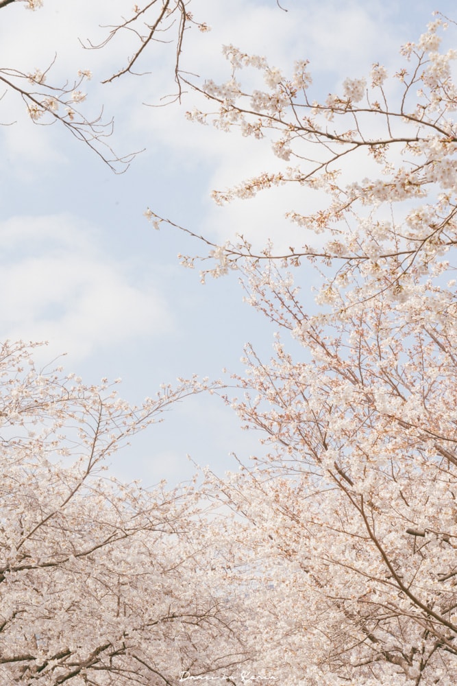 鎮海賞櫻一日遊|最美櫻花隧道,必拍火車與餘佐川浪漫花海! - 第25張圖