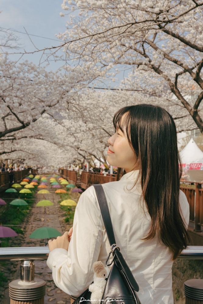 鎮海賞櫻一日遊|最美櫻花隧道,必拍火車與餘佐川浪漫花海! - 第28張圖