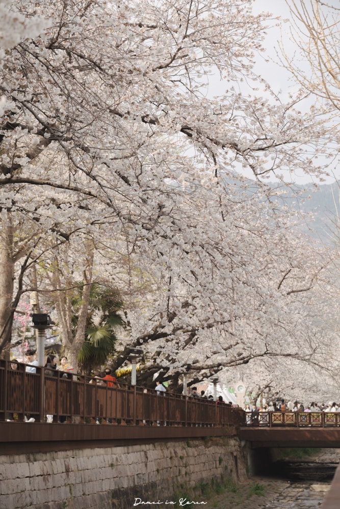 鎮海賞櫻一日遊|最美櫻花隧道,必拍火車與餘佐川浪漫花海! - 第33張圖