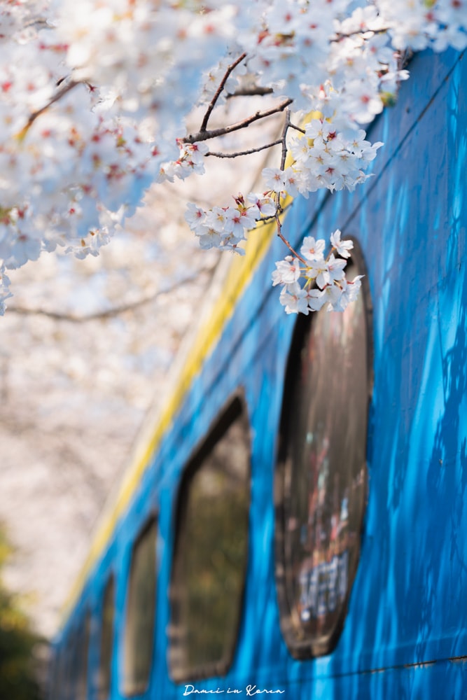鎮海賞櫻一日遊|最美櫻花隧道,必拍火車與餘佐川浪漫花海! - 第13張圖