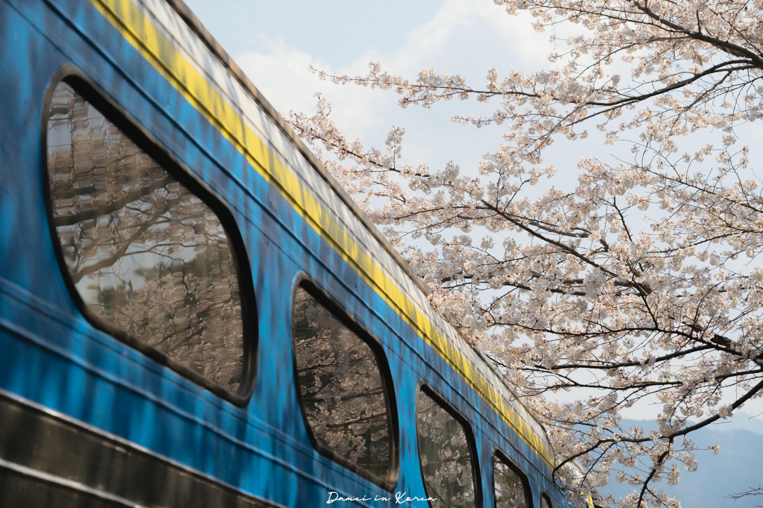 鎮海賞櫻一日遊|最美櫻花隧道,必拍火車與餘佐川浪漫花海! - 第14張圖