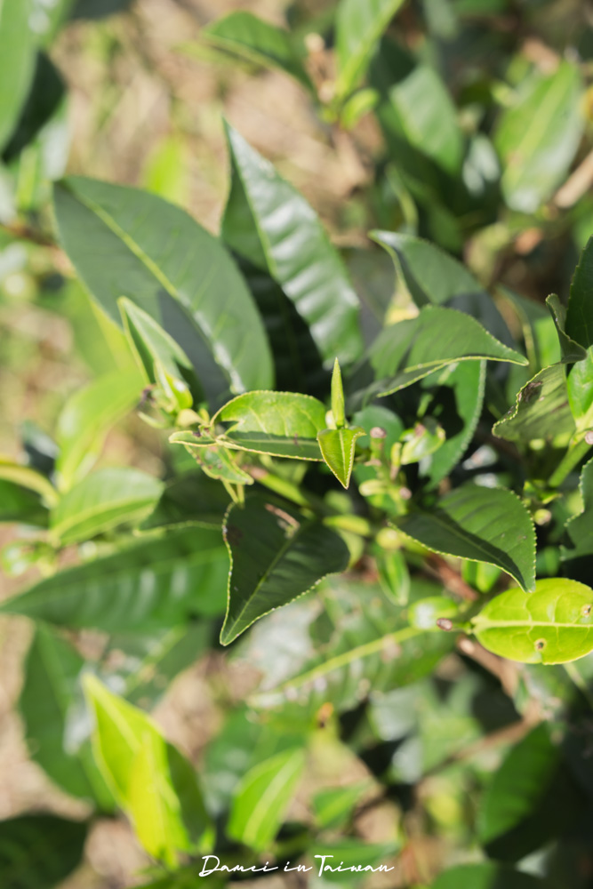 南投魚池「Hugosum和菓森林」療癒的紅茶DIY課程、下午茶饗宴 - 第12張圖