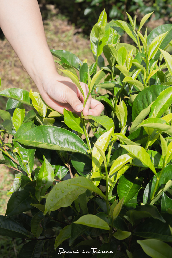 南投魚池「Hugosum和菓森林」療癒的紅茶DIY課程、下午茶饗宴 - 第13張圖
