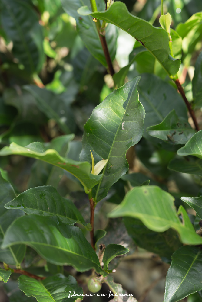 南投魚池「Hugosum和菓森林」療癒的紅茶DIY課程、下午茶饗宴 - 第14張圖