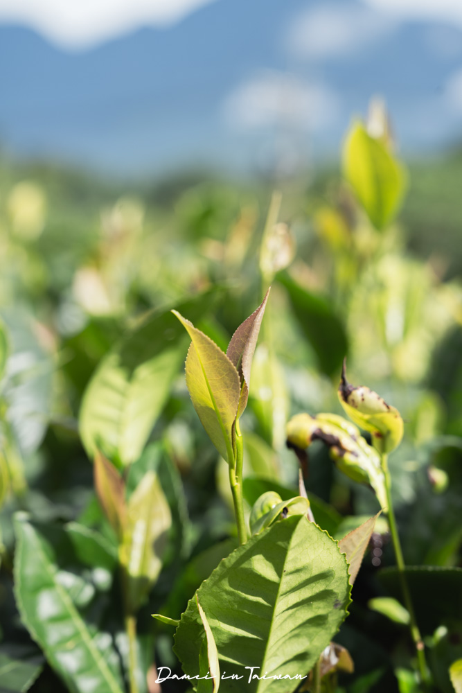南投魚池「Hugosum和菓森林」療癒的紅茶DIY課程、下午茶饗宴 - 第15張圖