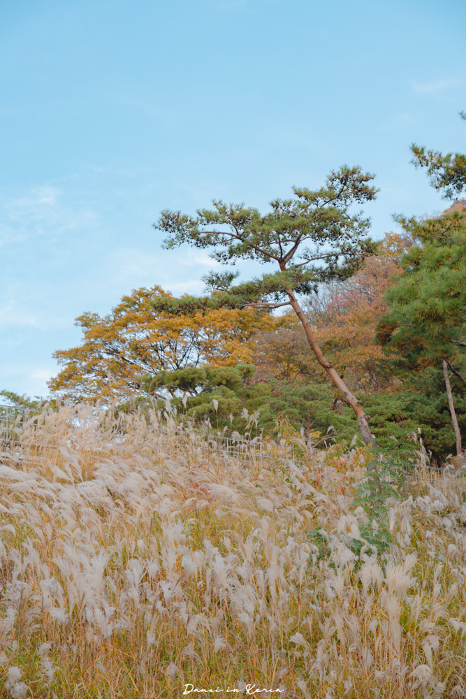首爾賞楓推薦!南山白凡廣場-首爾靜謐散步景點,眺望南山塔絕佳視野 - 第31張圖