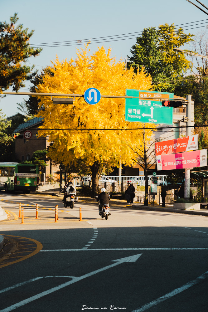 2025首爾賞銀杏必去8個景點,療癒的秋日浪漫之路 - 第10張圖