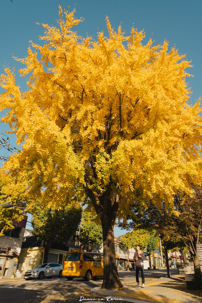2025首爾賞銀杏必去8個景點,療癒的秋日浪漫之路 - 第11張圖